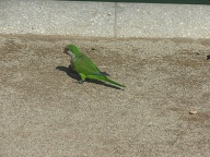 Barcelona (Catalunya)