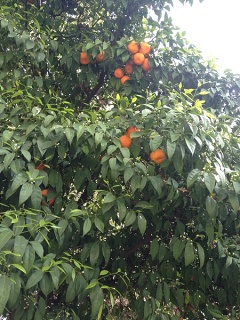 Córdoba (Andalucía)