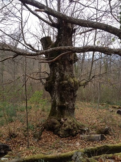 Hervás (Extremadura)