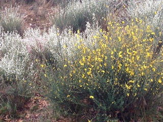 Hervás (Extremadura)