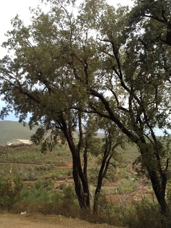 Caminomorisco (Extremadura)